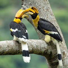 yellow billed hornbill