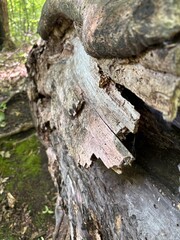 old tree trunk