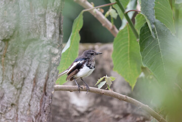 Oriental magpie robin in the branch