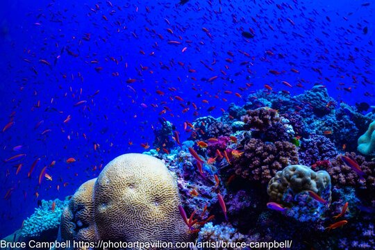coral reef with fish