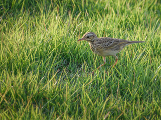 Paddy field pipit in grass. Photographed in the western part of Singapore.
