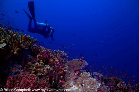 scuba diver and coral reef
