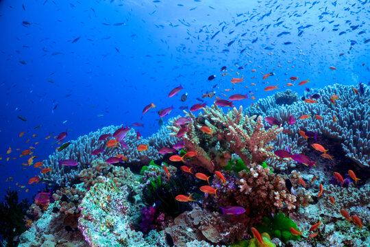 anthias swimming over the reef 