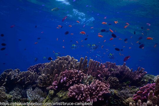 coral reef and fishes