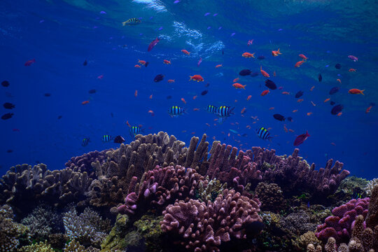 coral reef with anthias fish in Fiji
