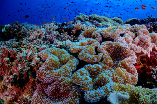 Soft corals with anthias fish 