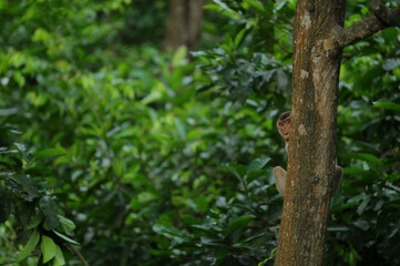A monkey hiding behind a forest tree trunk
