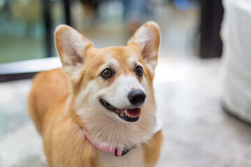 Happy corgi dog stands on wet grass, tail curled and eyes full of curiosity, joyful energy, looking at camera Dog sitting.