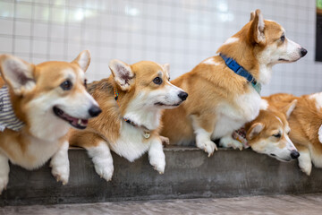 Happy corgi dog stands on wet grass, tail curled and eyes full of curiosity, joyful energy, looking at camera Dog sitting.