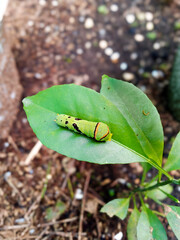 Green caterpillar resting on a leaf in a garden 