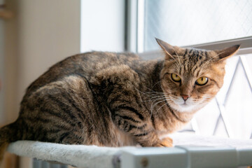 窓際の棚に横たわる猫、カメラを見つめる