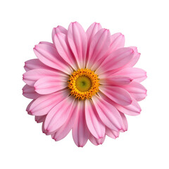 A delicate pink gerbera daisy, vibrant and fresh with a radiant yellow center, showcased beautifully against a transparent background, perfect for floral arrangements and elegant decor.
