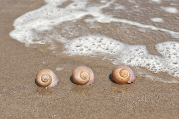 Euspira heros or northern moon snails on the beach