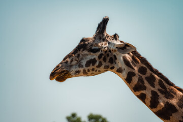 close up of giraffe
