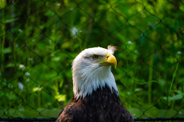 american bald eagle