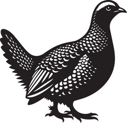 vector illustration of a sandgrouse