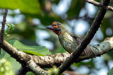 Cooper smith barbet on a tree branch at the forest