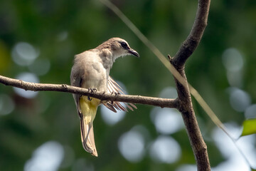 Obraz premium Yellow vented bulbul is cleaning itself in the hot sun
