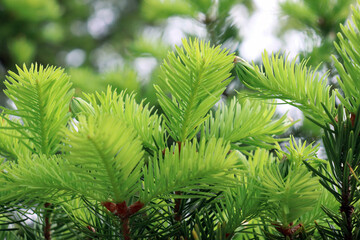 Fototapeta premium Young needles. Christmas tree. Background of needles.