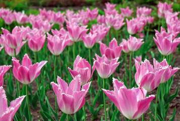 Glade with tulips. Background of pink tulips.