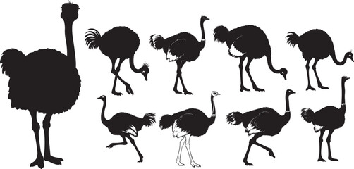 Ostrich bird silhouette vector illustration