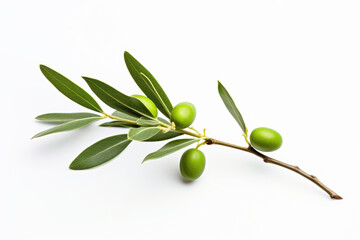 A white background with a green olive branch photo