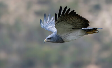 Black-chested Buzzard-Eagle