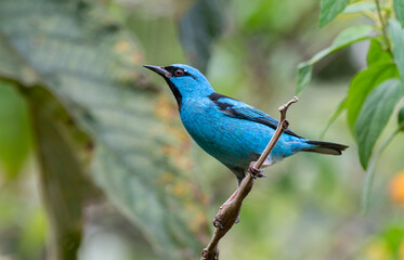 Blue Dacnis
