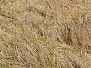 Dry grasses make beautiful patterns