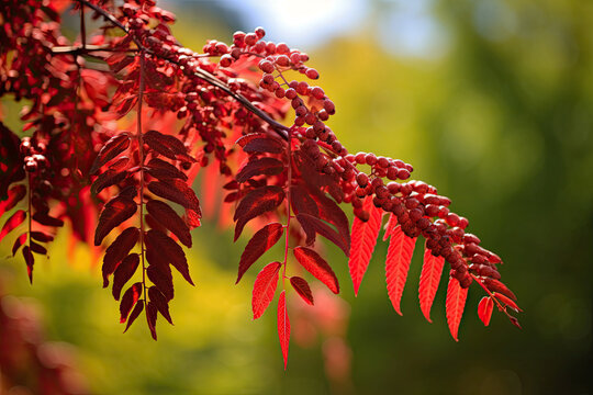 Latin term for Fluffy sumac a short haired big virgin Acetic tree or deer horned sumac Rhus typhina