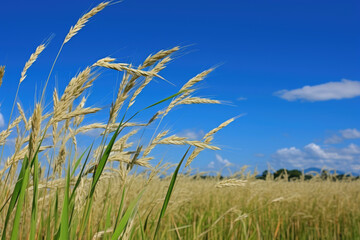 Obraz premium Paddy rice field with clear blue sky before harvesting
