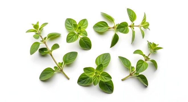 Close up of oregano sprigs with green leaves arranged on a white background surface