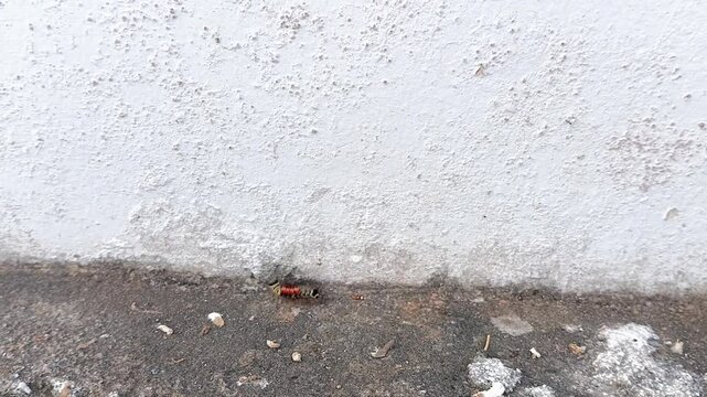 hairy caterpillar on the wall