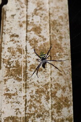 A black  yellow garden spider hangs against a weathered wall its legs extended in a web