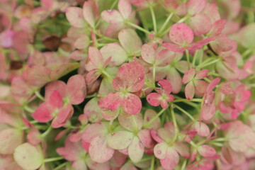 A closeup view of pink  green hydrangeas blossoms tightly clustered