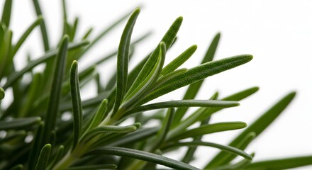 Obraz premium A close up shot of fresh green rosemary herb leaves on a white background surface