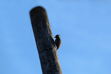 Baby woodpecker on a tree trunk
