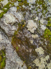 Background of rock or stone grunge cover by moss outdoors.
