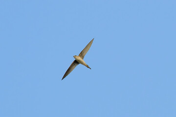 Asian Palm Swift