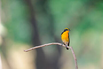 Bird (Narcissus Flycatcher, Ficedula narcissina) male black, orange, orange-yellow color perched on a tree in a nature wild and risk of extinction