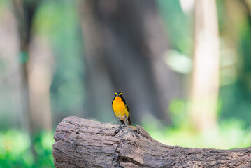 Bird (Narcissus Flycatcher, Ficedula narcissina) male black, orange, orange-yellow color perched on a tree in a nature wild and risk of extinction
