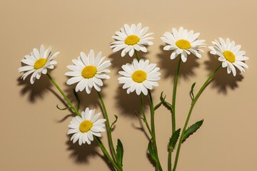 Fototapeta premium white daisy flowers with yellow centers, long green stems, wallpaper, Elegant aesthetic chamomile daisy flower pattern with sunlight shadows on a neutral beige background with copy space 