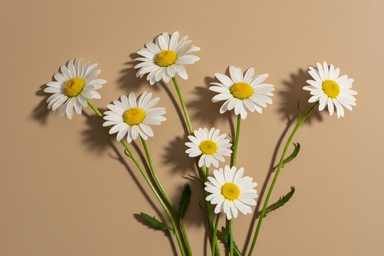 long green stems, wallpaper, Elegant aesthetic chamomile daisy flower pattern with sunlight shadows on a neutral beige background with copy space, white daisy flowers with yellow centers,
