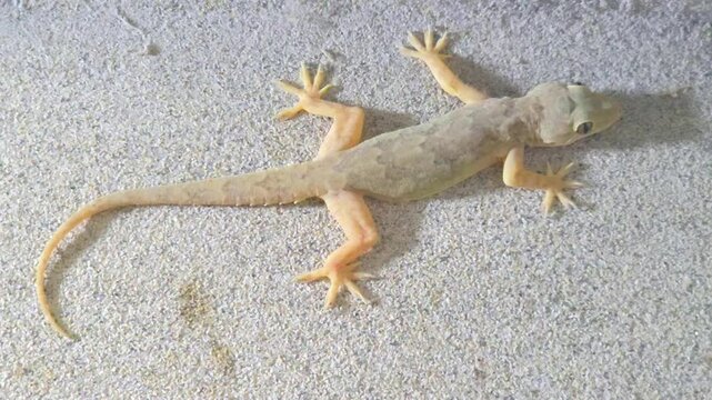 House Gecko [Hemidactylus frenatus] Climbing Wall Surface &ndash; 120fps Slow Motion 4K Footage