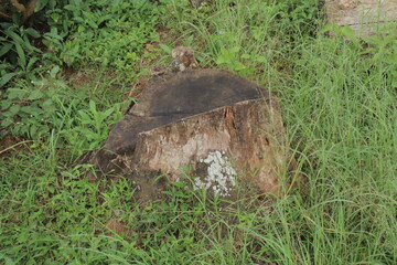 A weathered tree stump sits amid dense greenery with distinct wood grain and lichen visible