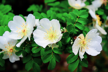 White garden flowers. Delicate floral background.