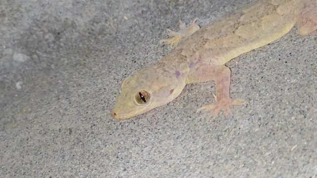 House Gecko [Hemidactylus frenatus] Climbing Wall Surface &ndash; 120fps Slow Motion 4K Footage
