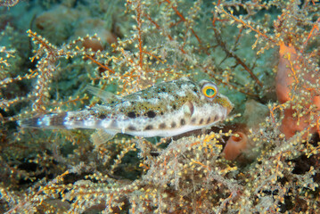 Bandtail Puffer (Sphoeroides spengleri) at the Blue Heron Bridge, Riviera Beach, Phil Foster Park, Florida