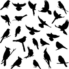 birds shilloitee vector set