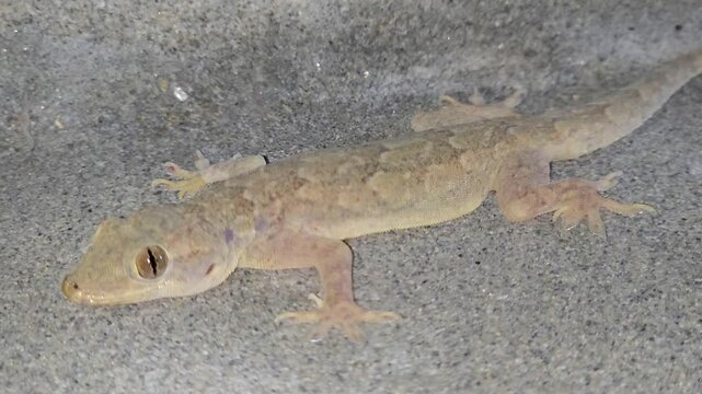 House Gecko [Hemidactylus frenatus] Climbing Wall Surface &ndash; 120fps Slow Motion 4K Footage